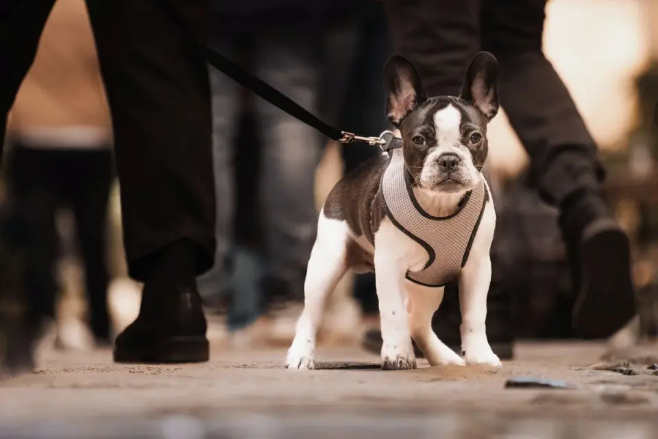 Dog walking with an owner