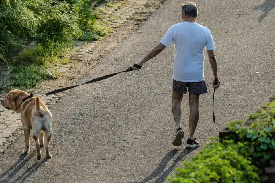Dog walking with an owner