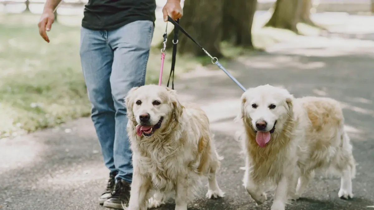 Dog walking with an owner