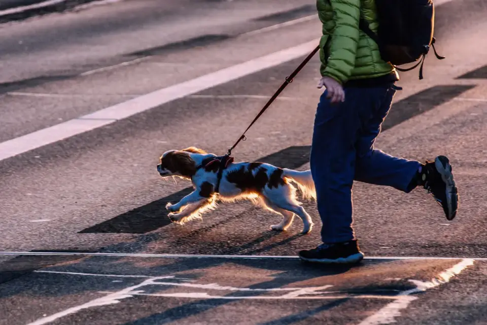 Dog walking with an owner