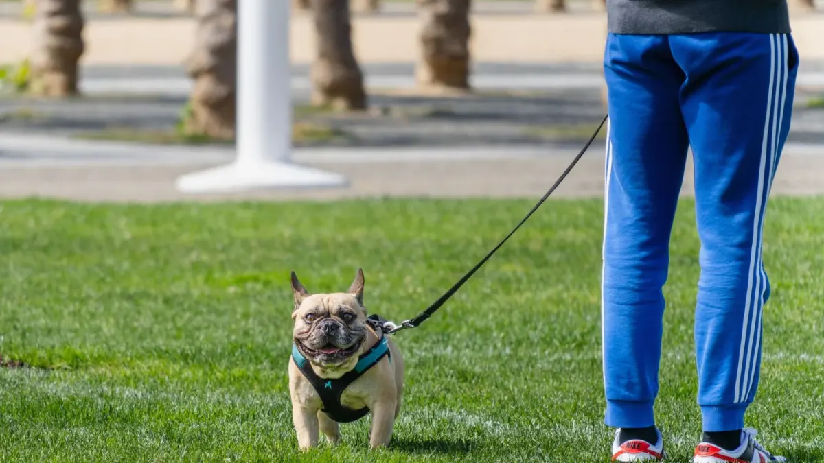 Dog walking with an owner