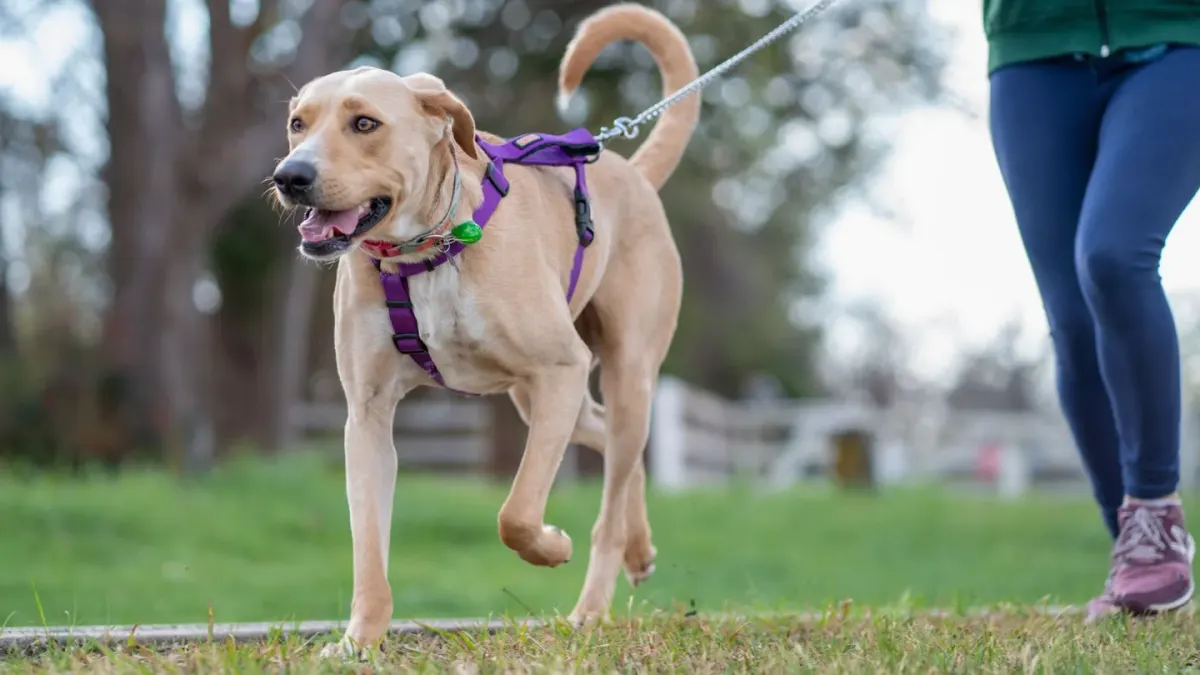 Dog walking with an owner