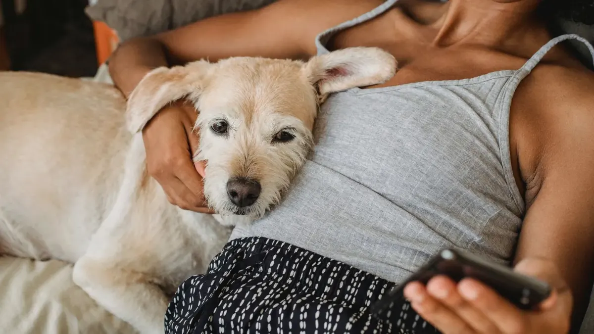 Dog with an owner at home
