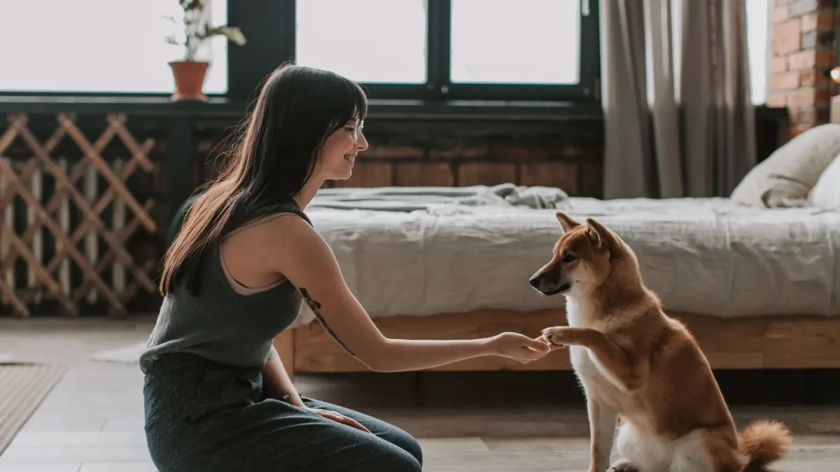 Dog with an owner at home