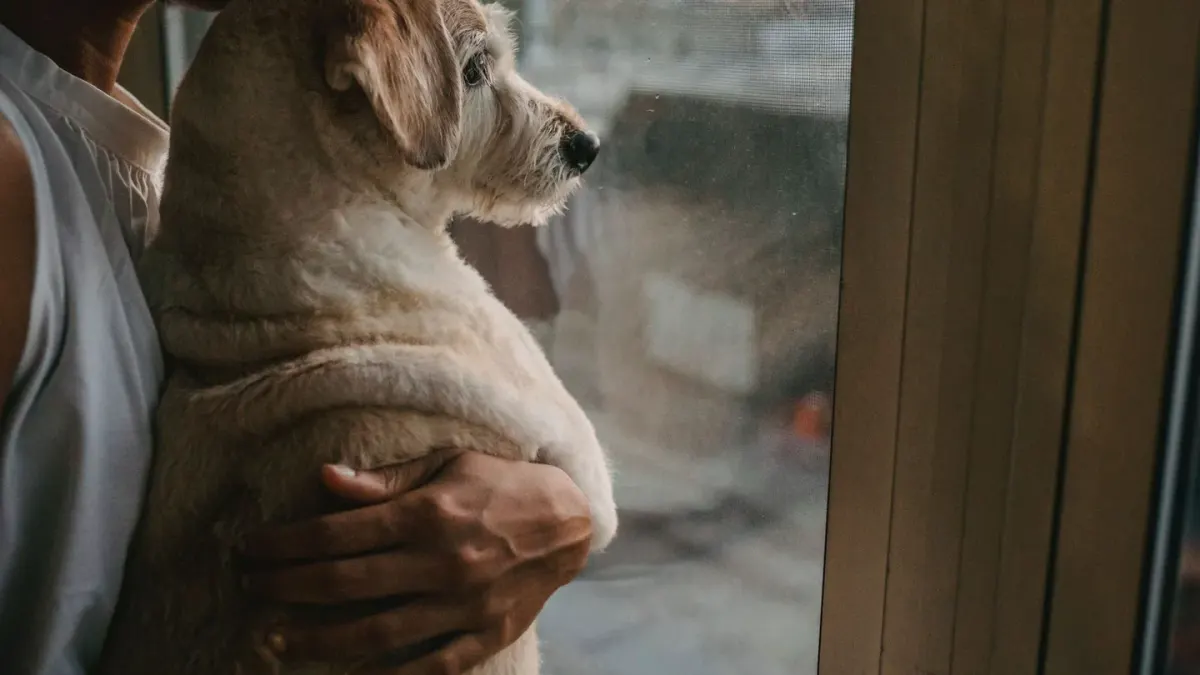 Dog with an owner at home