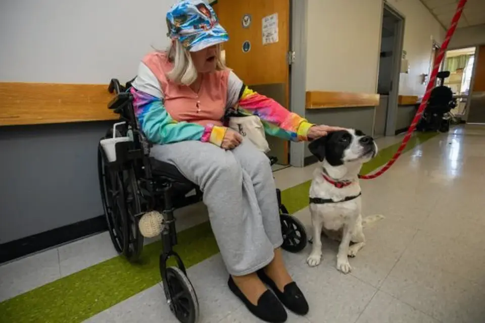 Dog with an owner at home