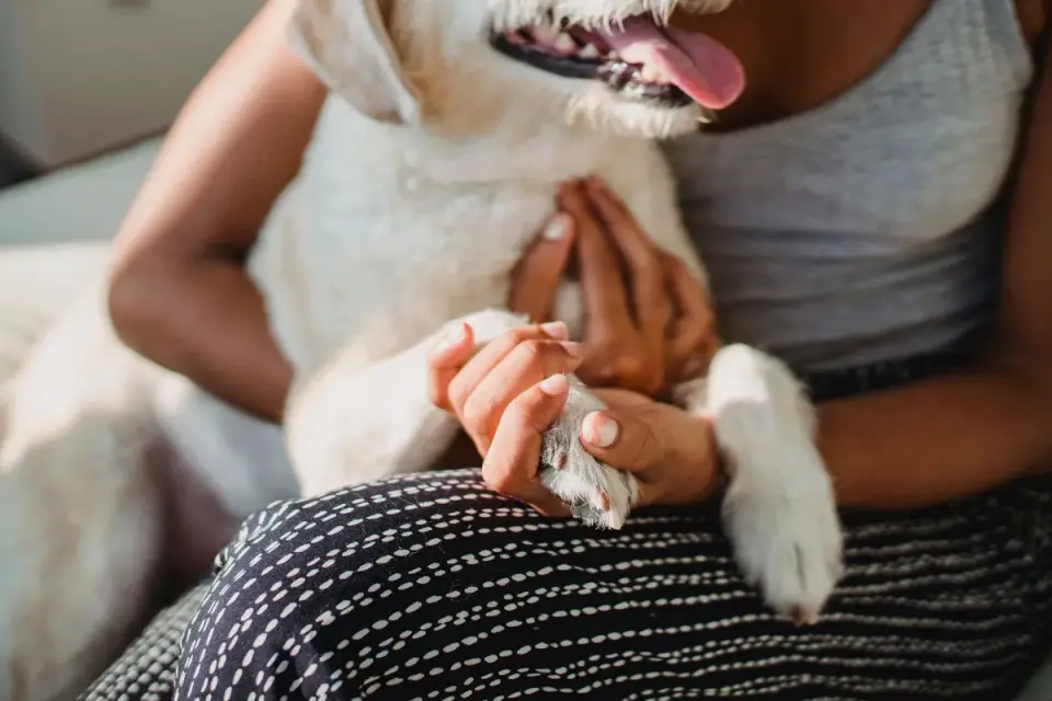 Dog with an owner at home