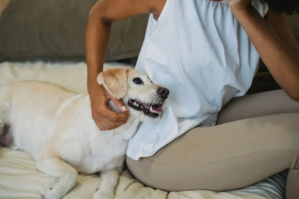 Dog with an owner at home