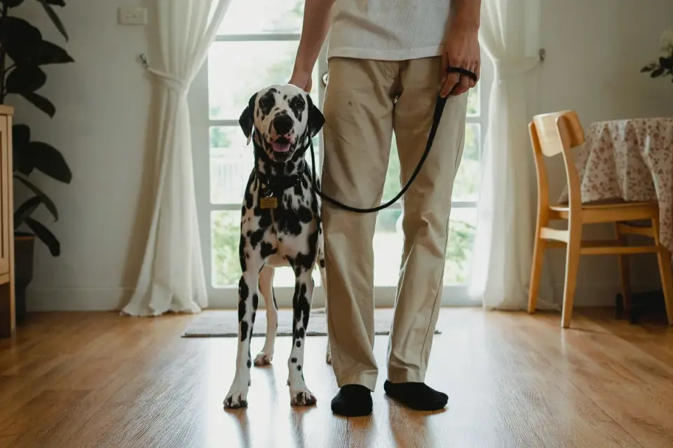 Dog with an owner at home