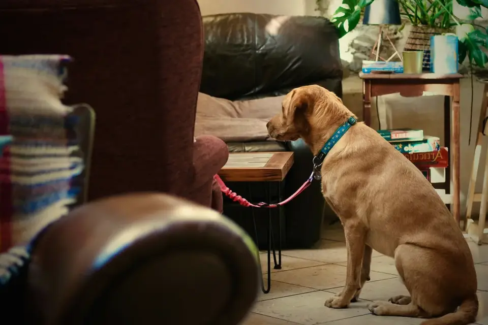 Dog with an owner at home