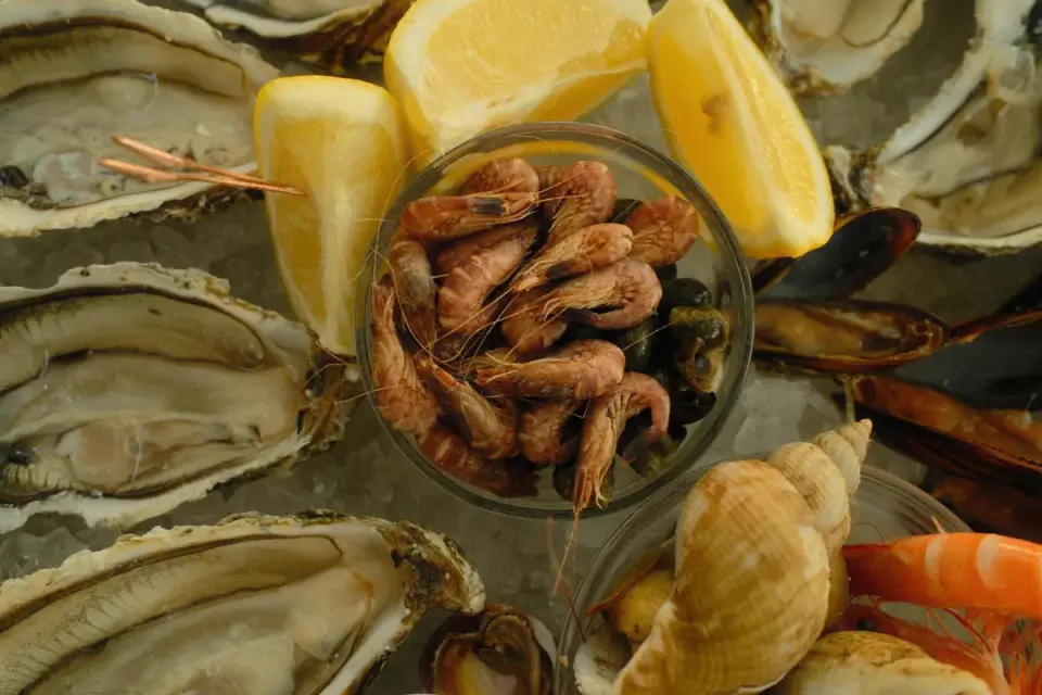Fresh green-lipped mussels displayed on ice