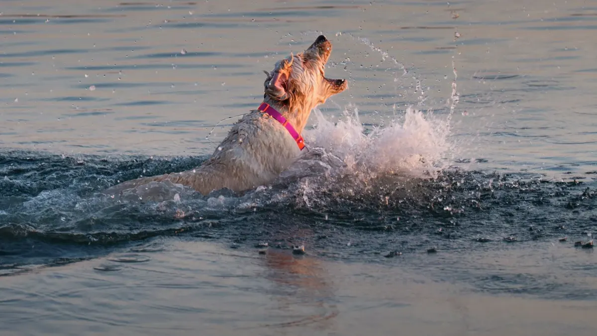 Golden retriever paddling through lake water toward a floating toy
