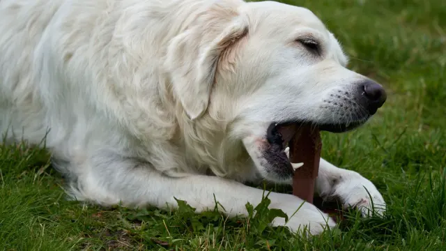 Owner offering a soft chew supplement to a senior golden retriever in a kitchen
