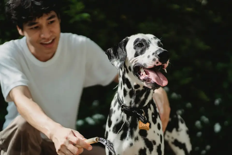 Owner offering water to a dog during a warm-weather walk