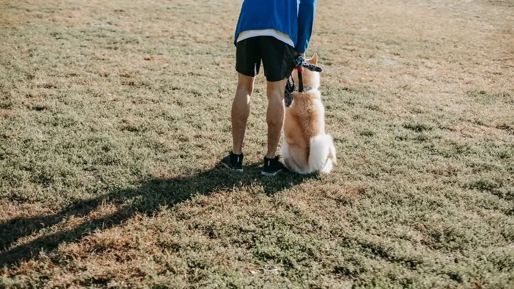 Owner supporting a dog