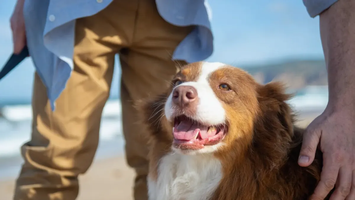 Owner supporting a dog