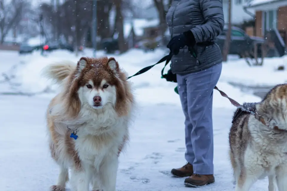 Owner walking a large breed dog on a leash along a paved path