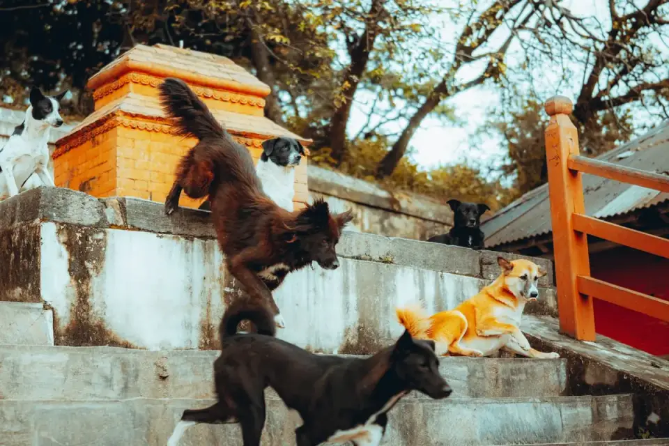 Senior dog pausing at the base of a short outdoor staircase