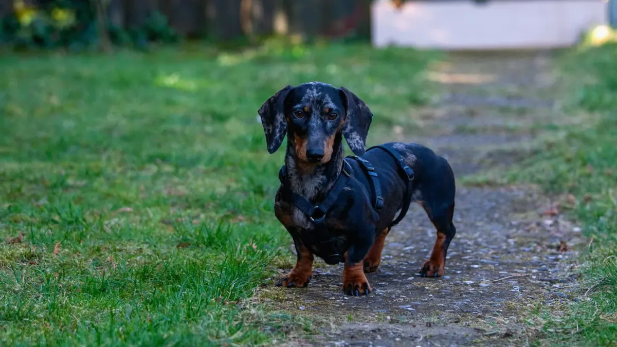 Senior dog walking slowly along a grass path with an owner