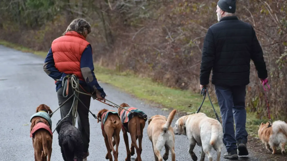 Senior dog walking with an owner