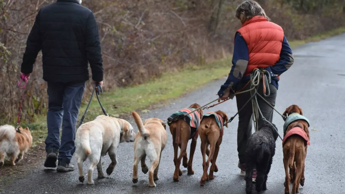 Senior dog walking with an owner