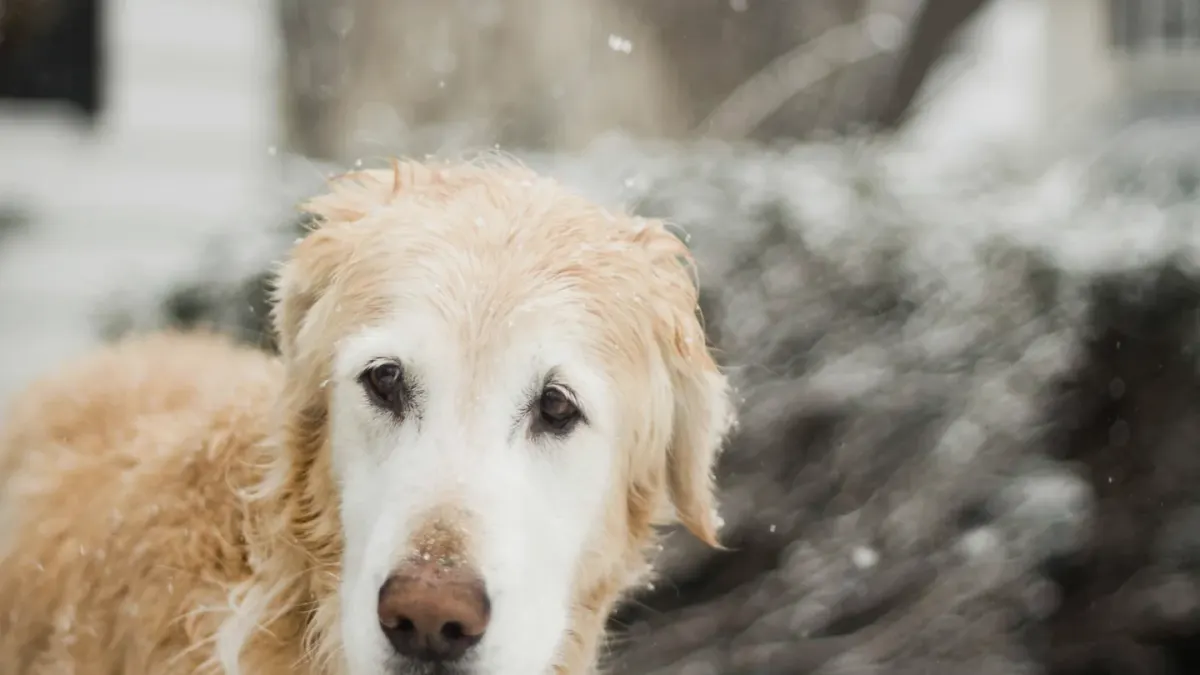 Senior golden retriever pausing partway up a set of wooden porch steps