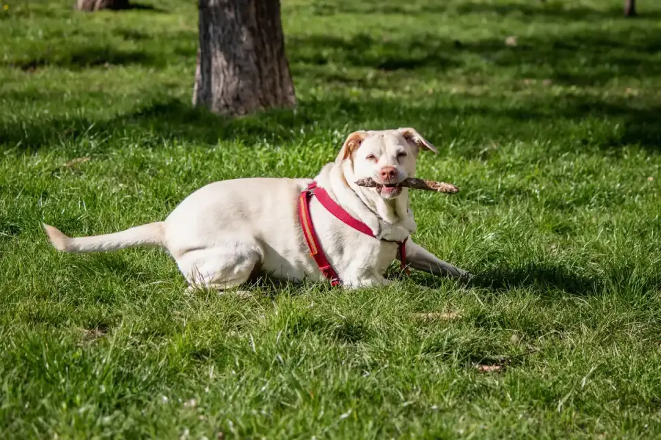 Senior Labrador resting in the shade on a warm day