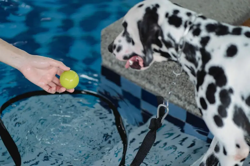 Veterinary technician supporting a senior dog during a pool rehabilitation session
